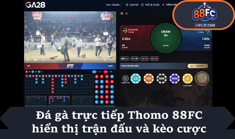 Đá gà trực tiếp Thomo 88FC hiển thị trận đấu và kèo cược